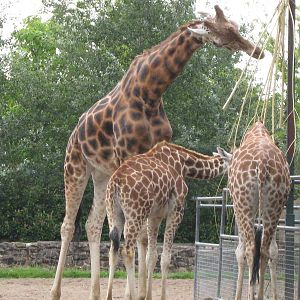 Giraffe Molly,Margaret and Aoife? 3.8.09
