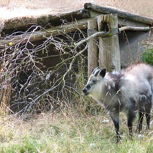 Temperate Forest - Japanese Serow Exhibit
