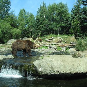 Northern Trail - Grizzly Bear Exhibit