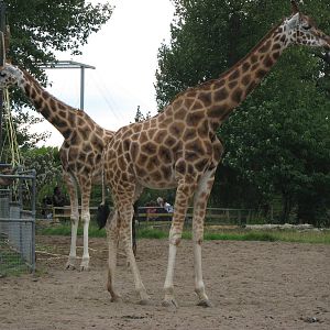 Aofie and Kelly giraffe 3.8.09