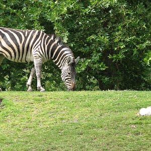African Savanna - Zebra and Ostrich Eggs