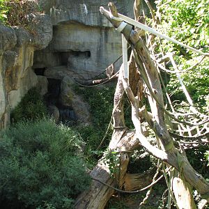 Tropical Asia - Orangutan Exhibit