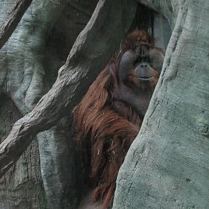 Tropical Asia - Orangutan Exhibit