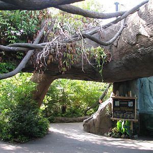Tropical Rain Forest - Jaguar Cove Exhibit