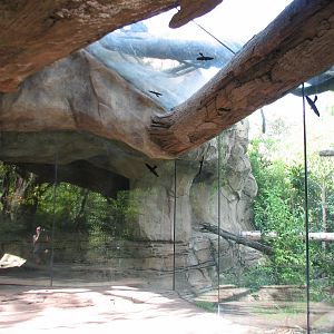 Tropical Rain Forest - Jaguar Cove Exhibit