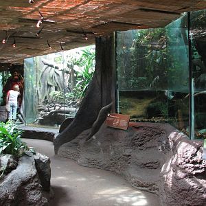 Tropical Rain Forest - Building Interior