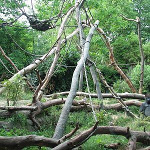 Tropical Rain Forest - Gorilla Exhibit