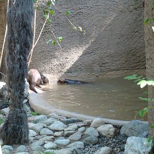 Giant Otters