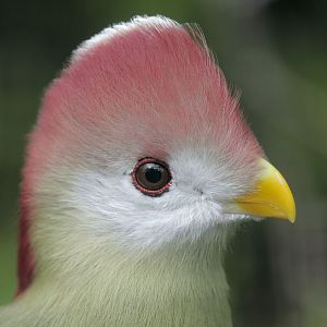 Red-crested (not White-cheeked) Tauraco