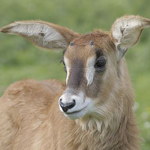 Roan antelope calf