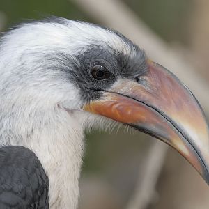Von der Deckens hornbill