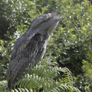 Tawny frogmouth