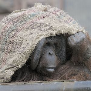 Bornean orang utan Tuan