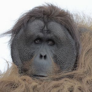 Sumatran orang utan Puluh