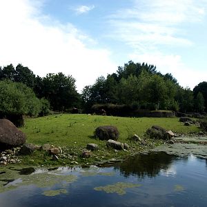 GaiaPark - Musk ox enclosure