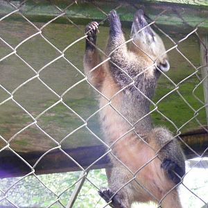 Ring-tailed coati at Dartmoor Zoo, 31 July 2009