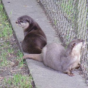 Snowdrop and Attitude the Asian small-clawed otters at Dartmoor Zoo, 31 Jul