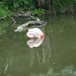 Chilean flamingo at Dartmoor Zoo, 31 July 2009