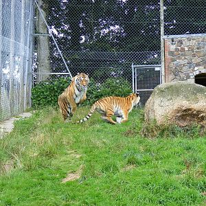 Blotch and Stripe the amur tigers at Dartmoor Zoo, 31 July 2009