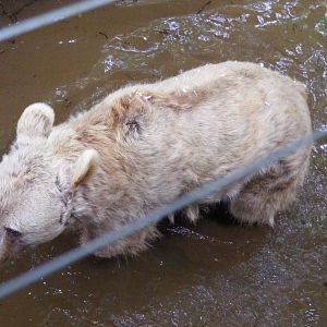 Fudge the European (or Syrian?) brown bear at Dartmoor Zoo, 31 July 2009