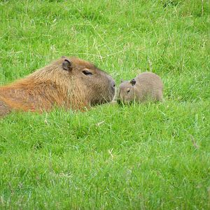 Fajita the capybara with either Burrito or Chimicanga at Dartmoor Zoo, 31 J