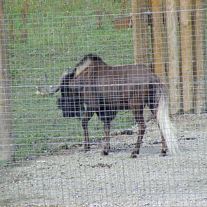 Lazar the black wildebeest (white-tailed gnu) at Newquay Zoo, 1 August 2009