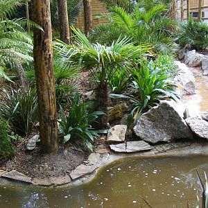Fishing cat enclosure in Philippines exhibit at Newquay Zoo, 1 August 2009