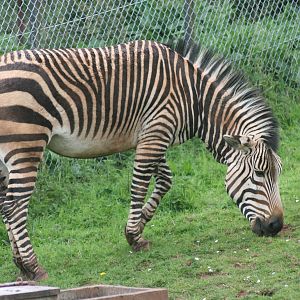 Hartmann's mountain zebra; Paignton Zoo; 26 April 2009