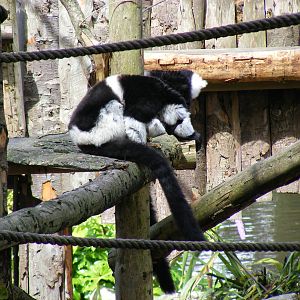 Wakka and Rikku the white-belted black and white ruffed lemurs at Newquay Z