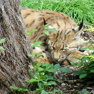 Willow or Boomer the Carpathian lynx at Newquay Zoo, 1 August 2009