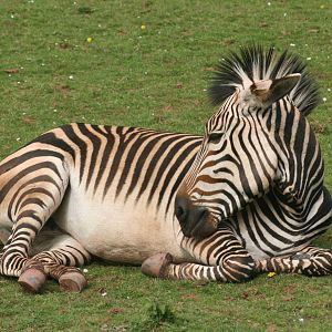 Hartmann's mountain zebra; Paignton Zoo; 26 April 2009