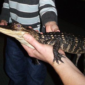 Holding young Alligator - 28/5/09