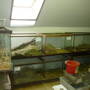 Behind the scenes: Rodents