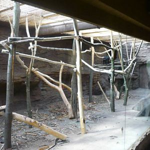 Lion-tailed Macaques Indoor Exhibit