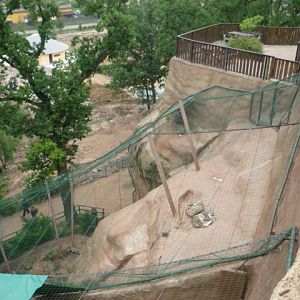 Snow Leopard Exhibit