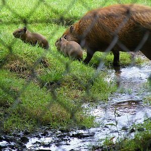 Fajita the capybara with her babies Burrito and Chimicanga at Dartmoor Zoo,