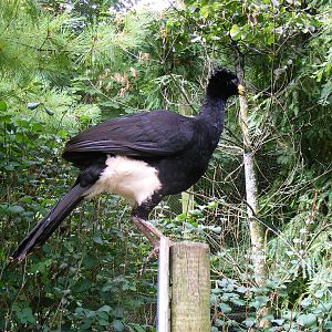 Mr C the bare-faced currasow in Brook-side Aviary at Paignton Zoo, 2 August
