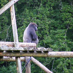 Kiondo the gorilla at Paignton Zoo, 2 August 2009