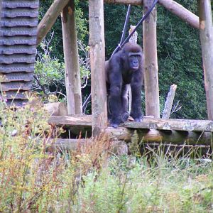 N'dowe the gorilla at Paignton Zoo, 2 August 2009