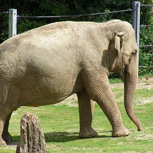 Gay the Asian elephant at Paignton Zoo, 2 August 2009
