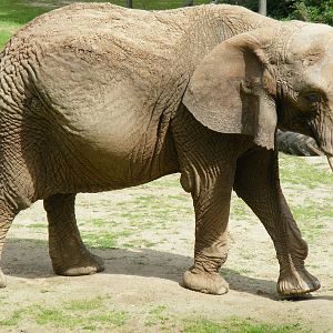 Duchess the African elephant at Paignton Zoo, 2 August 2009
