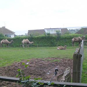 Carmel, Trevor, Cyril and Oscar the Bactrian camels at Paignton Zoo, 2 Augu