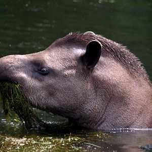 GaiaPark - Lowland tapir