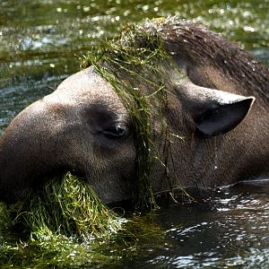 GaiaPark - Lowland tapir