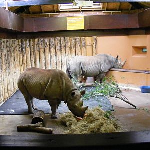 Zuri and Sita the black rhinos at Paignton Zoo, 2 August 2009
