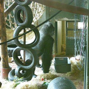 Pertinax the gorilla at Paignton Zoo, 2 August 2009