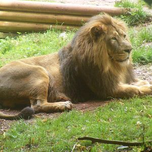Mwamba the Asiatic lion at Paignton Zoo, 2 August 2009