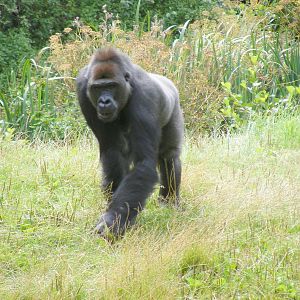 Kumbuka the gorilla at Paignton Zoo, 2 August 2009