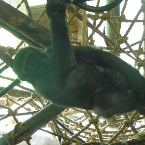 N'dowe the gorilla at Paignton Zoo, 2 August 2009