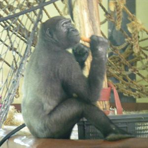 Kiondo the gorilla at Paignton Zoo, 2 August 2009